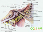 臂丛神经痛